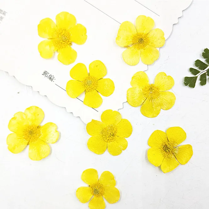 Holiday Candle Set - 1.5-2cm/24pcs,Nature Real Buttercup Petals,Pressed Flowers for
